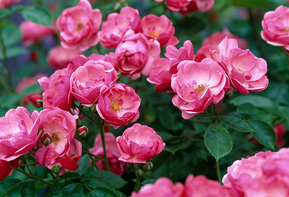 Rosa 'Angela' Strauchrose, öfterblühend