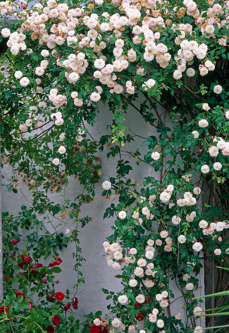 Rosa 'Felicite Perpetue' (Rambler rose, single flowering, red)