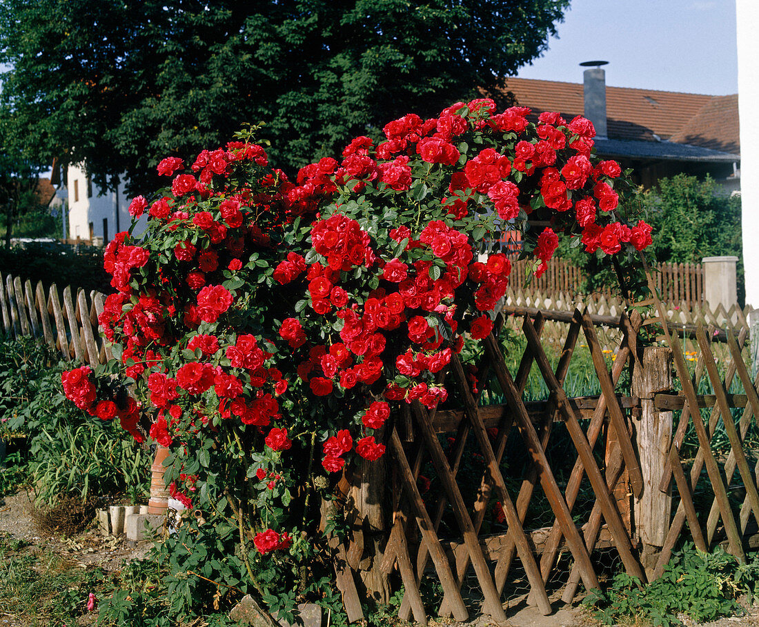 Rose arch with climbing rose