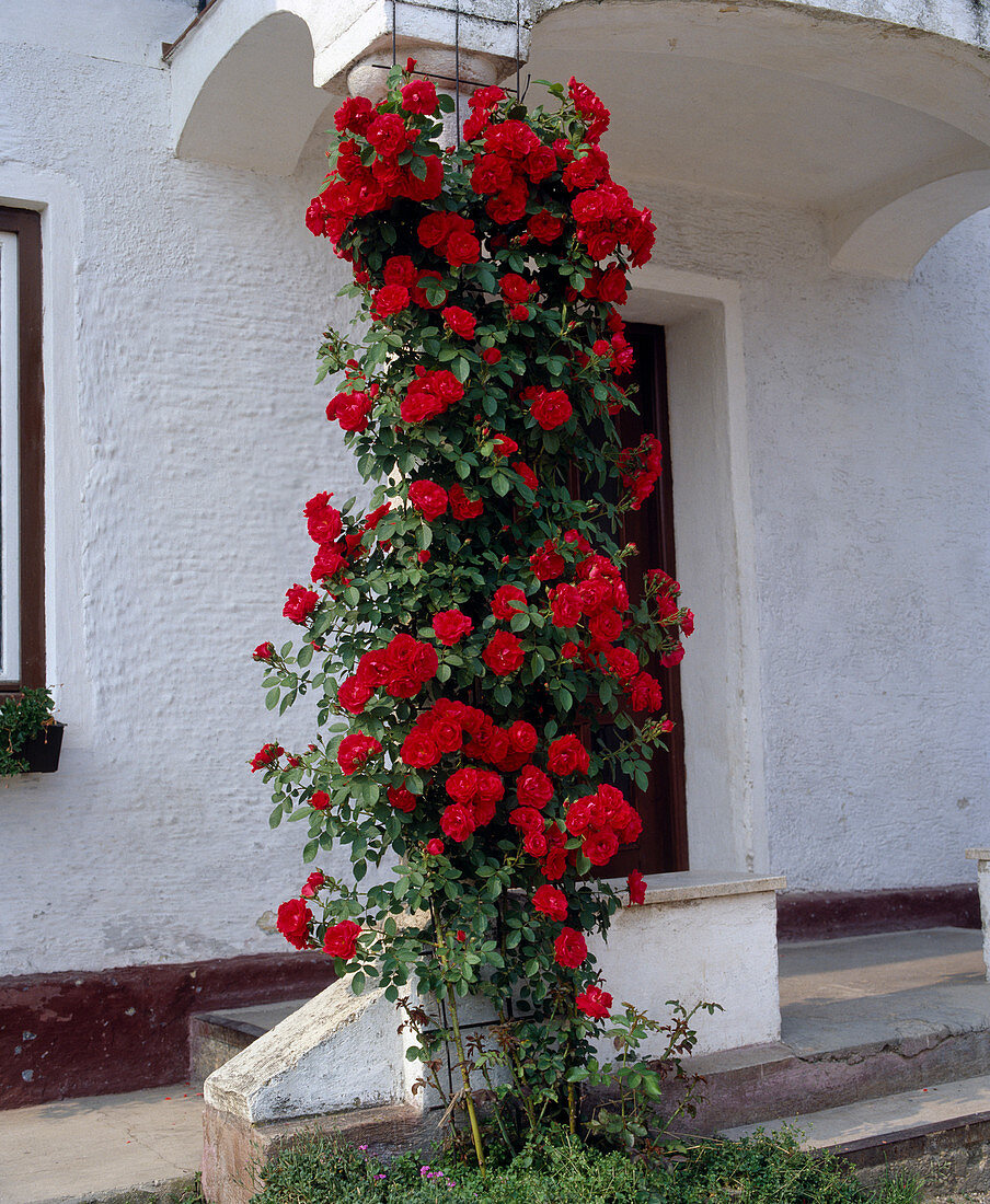 Climbing rose