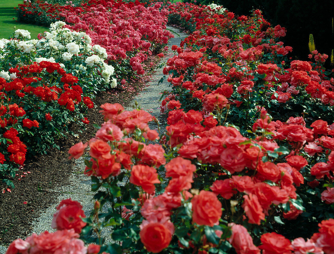 Rose bed