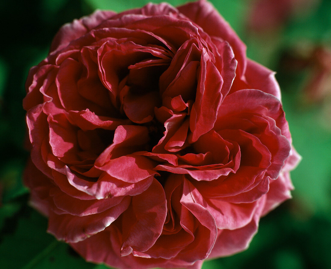 Rosa 'Mme Isaac Pereire' (historical rose, Bourbonica)