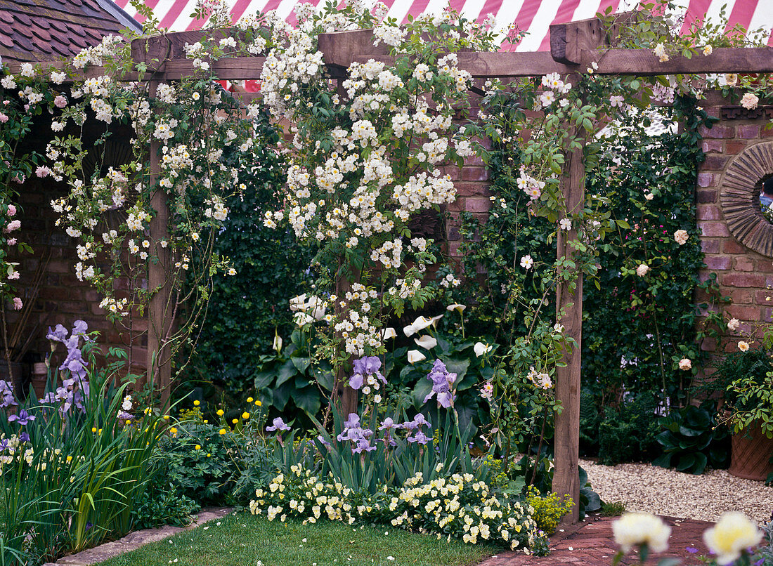 Climbing rose on pergola