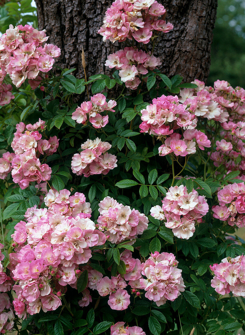 Kletterrose 'Wickwar'