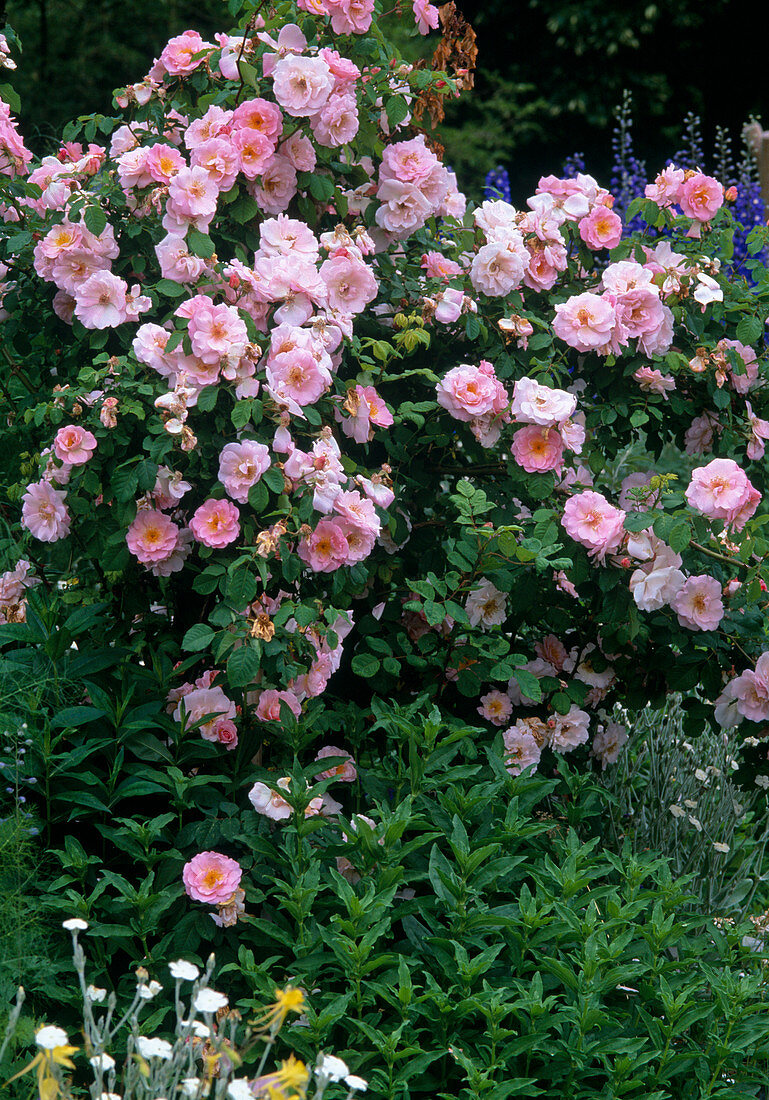 Rosa 'Fritz Nobis', Rosa pimpinellifolia, Strauchrose