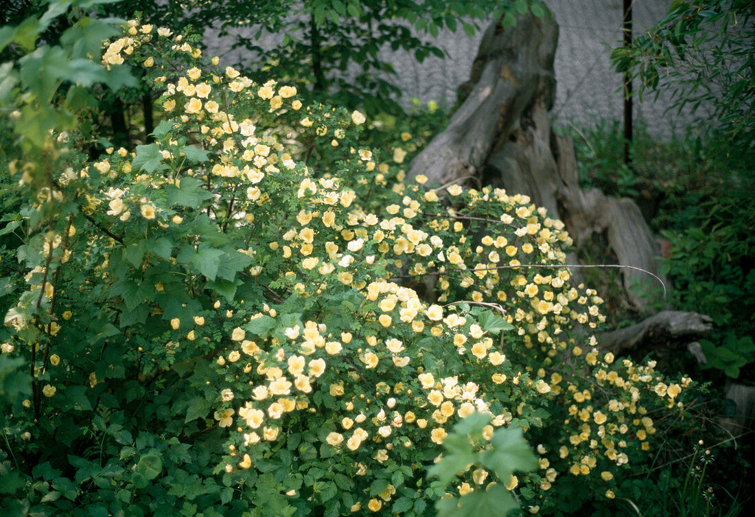 Rosa hugonis' (Rose)