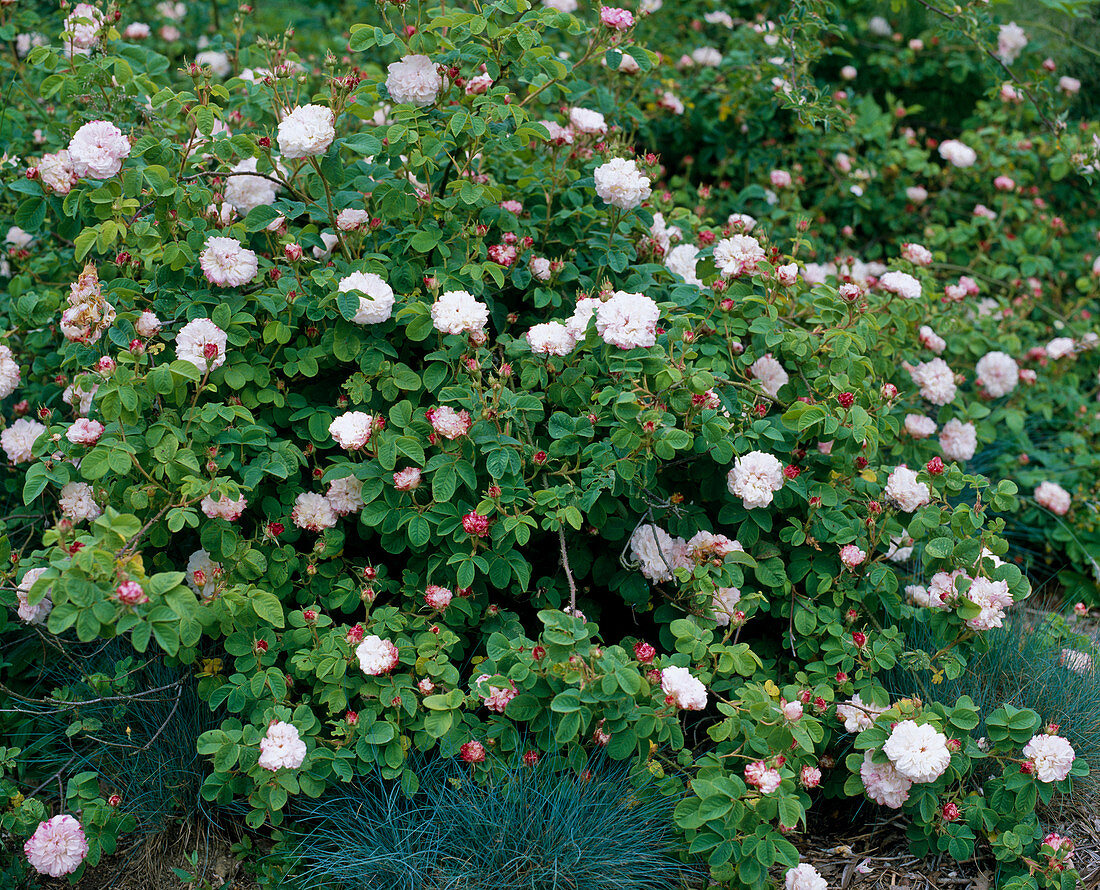 Rosa DAmascena 'Leda'