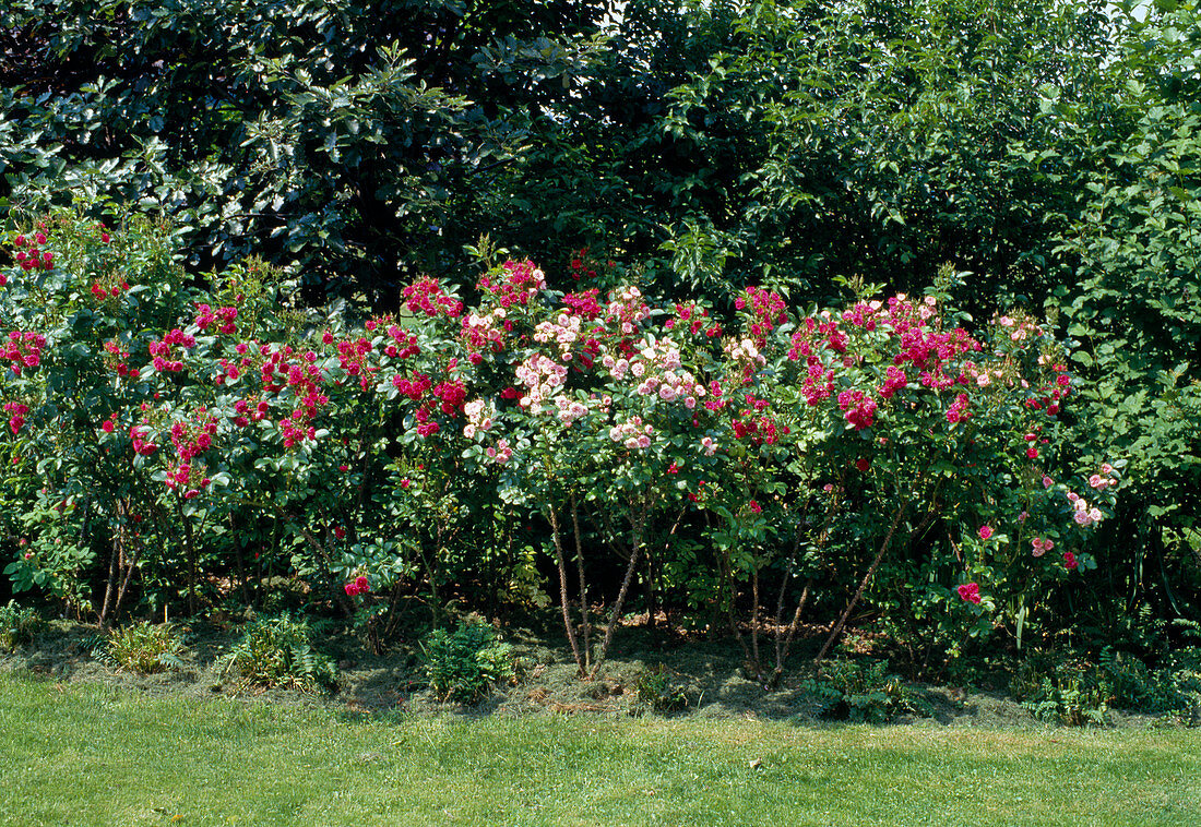 Carnation flowering shrub rose 'Grootendorst'