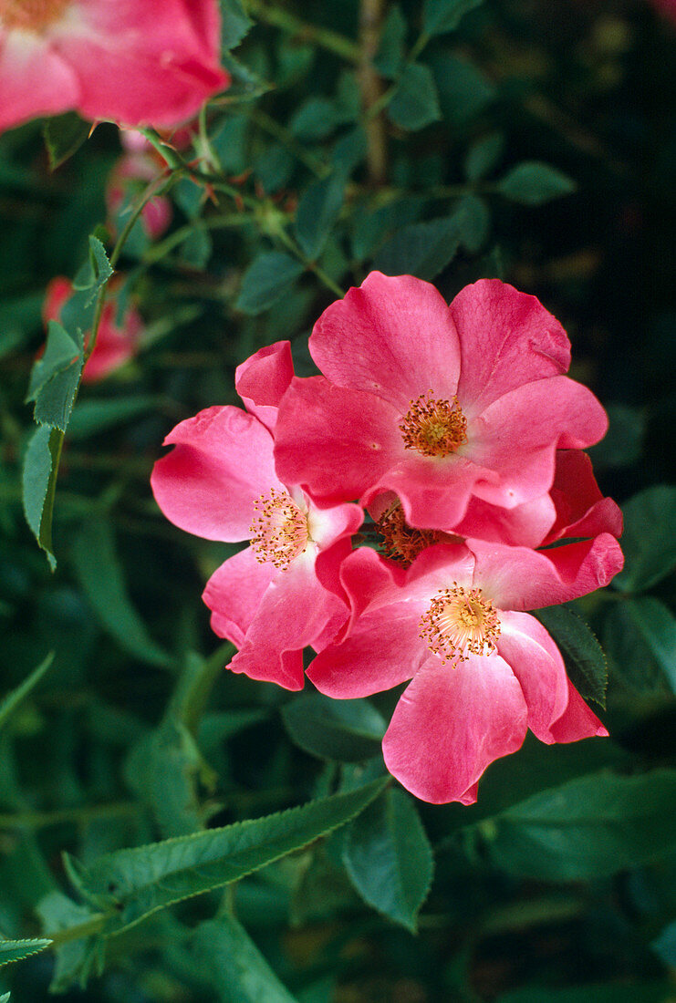 Rosa x Kordesii