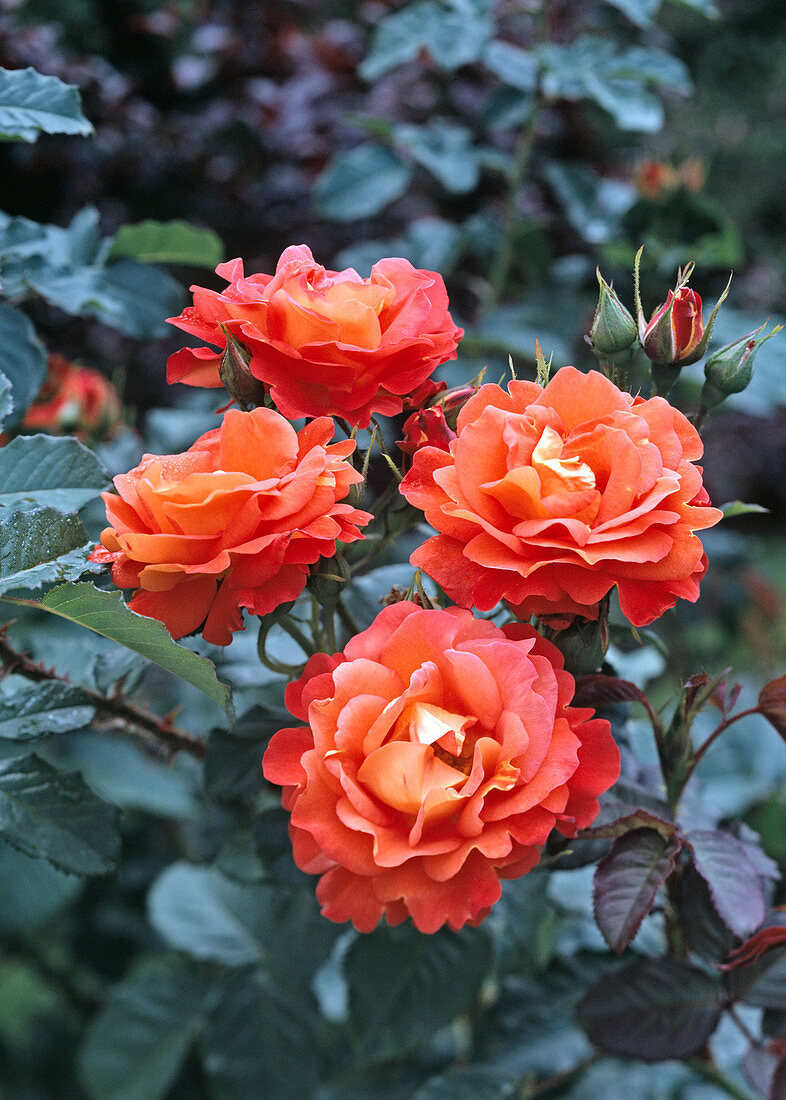Rose 'Orange Triumph'