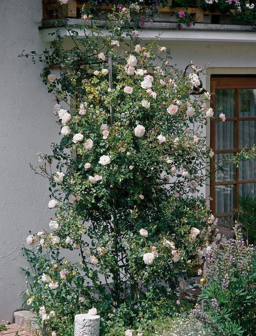 Climbing rose