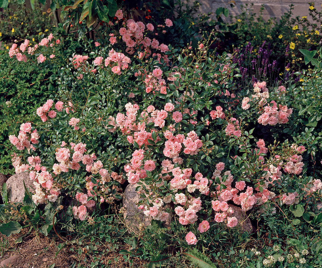 Bodendecker Rose