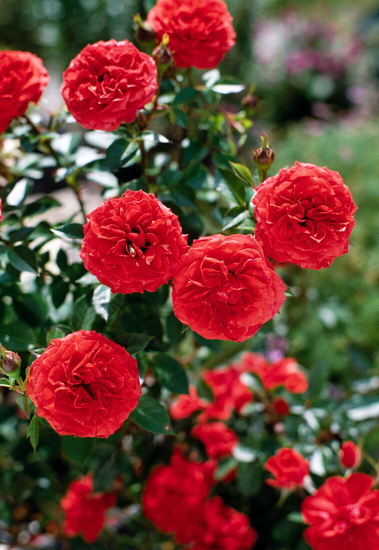 Miniature Rose 'Petite Folie'