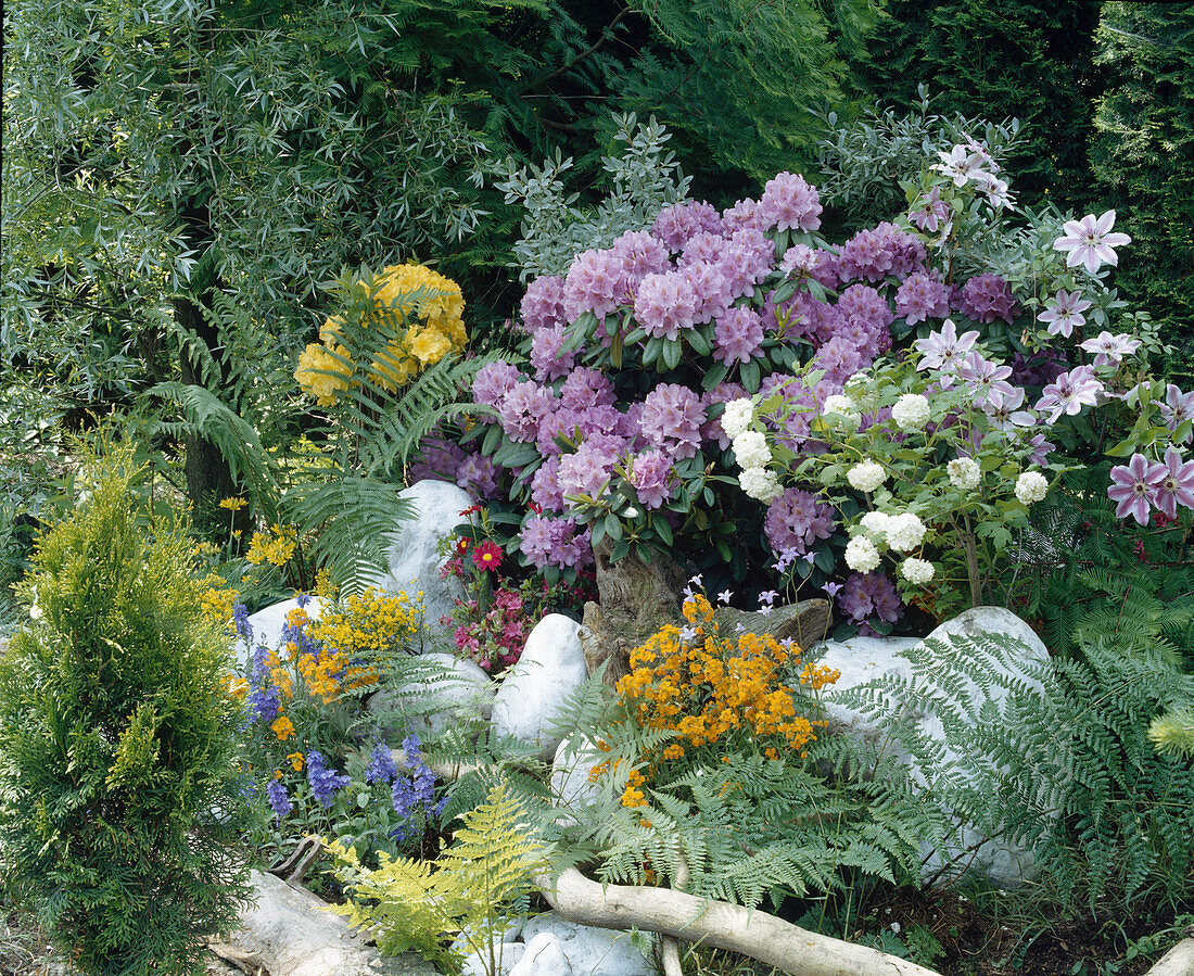 Rhododendron catawbiense 'Grandiflorum', Viburnum