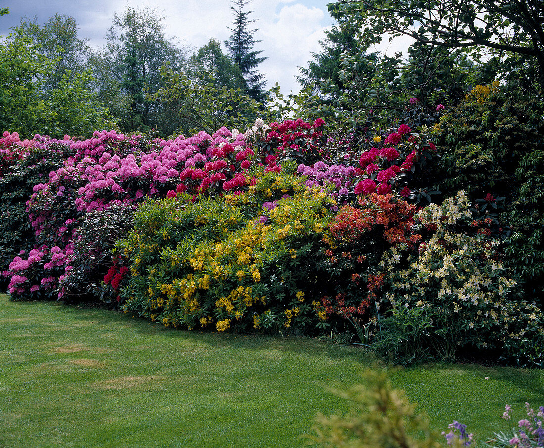Hecke aus Rhododendron