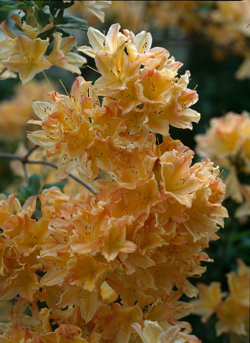 Azalea hybr. 'Flying Enterprice'