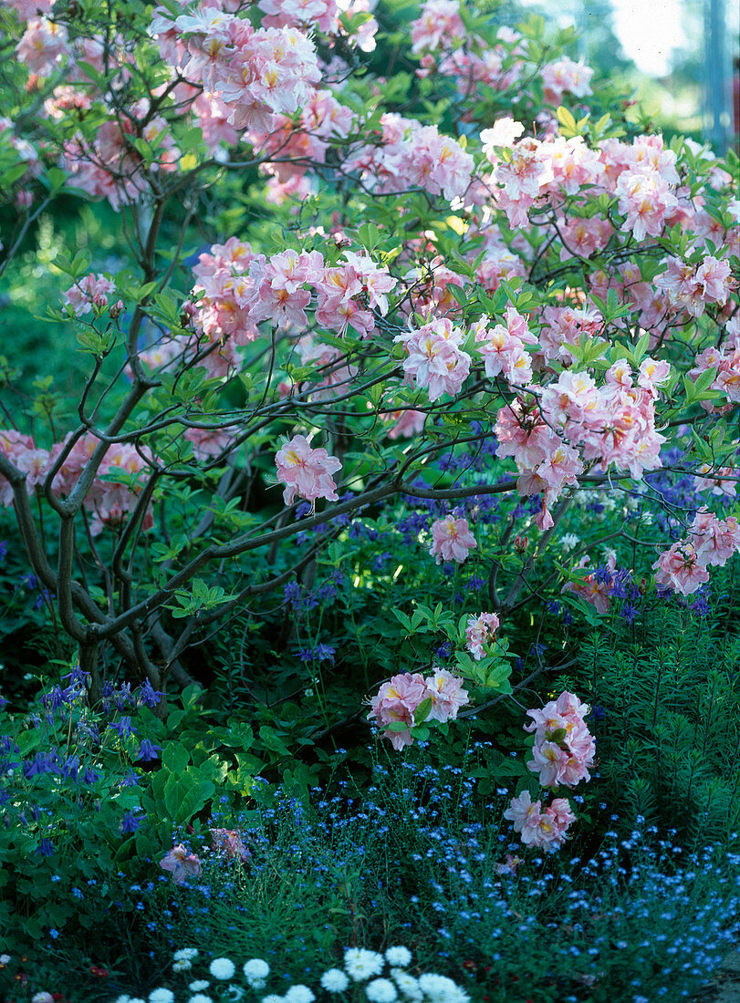 Azalea-Hybrs. 'Cecil', Aquilegia, Myosotis / Vergißmeinnicht