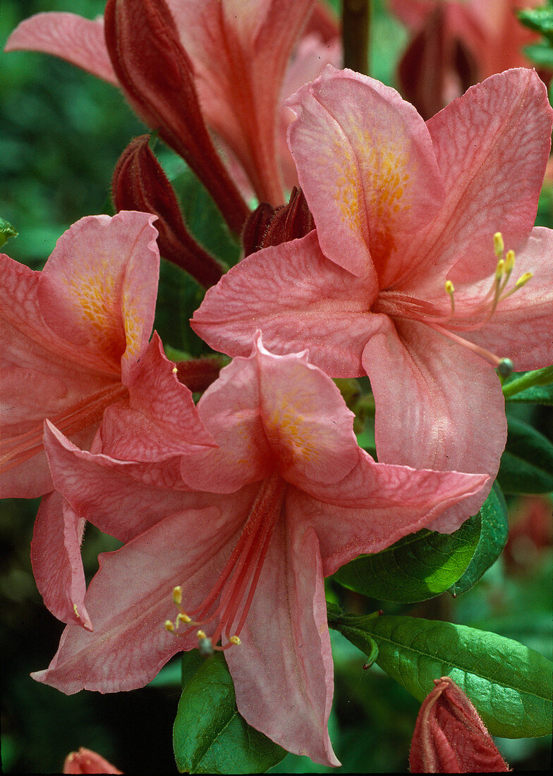 Azalea japonica