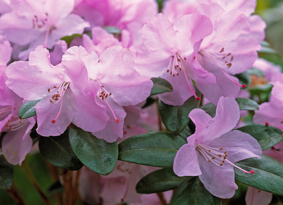 Rhododendron praecox (Early spring rhododendron)