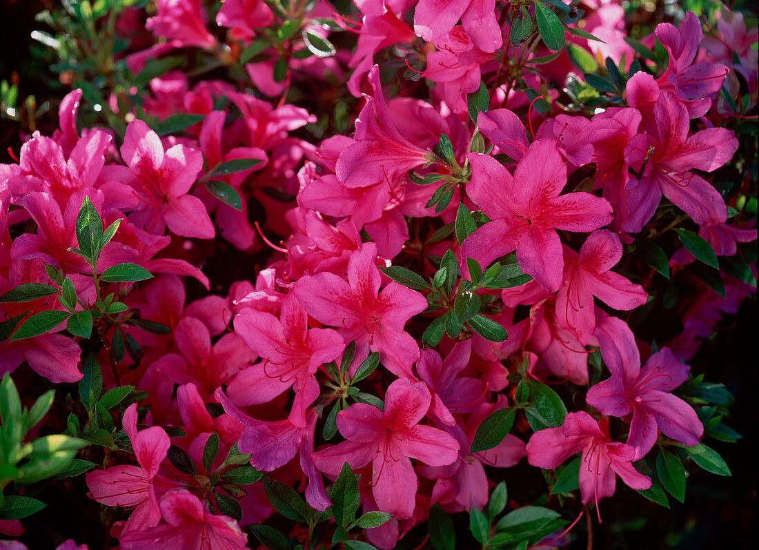Rhododendron molle 'Toreador'
