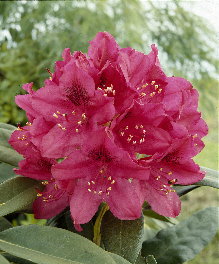 Rhododendron-Hybride