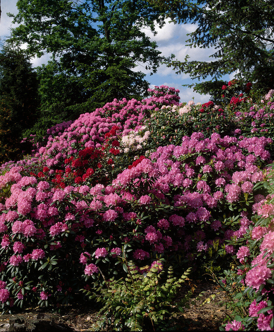 Roseum and Rhododendron Hybride