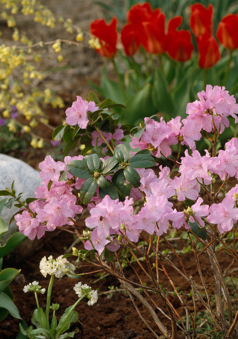 Rhododendron praecox