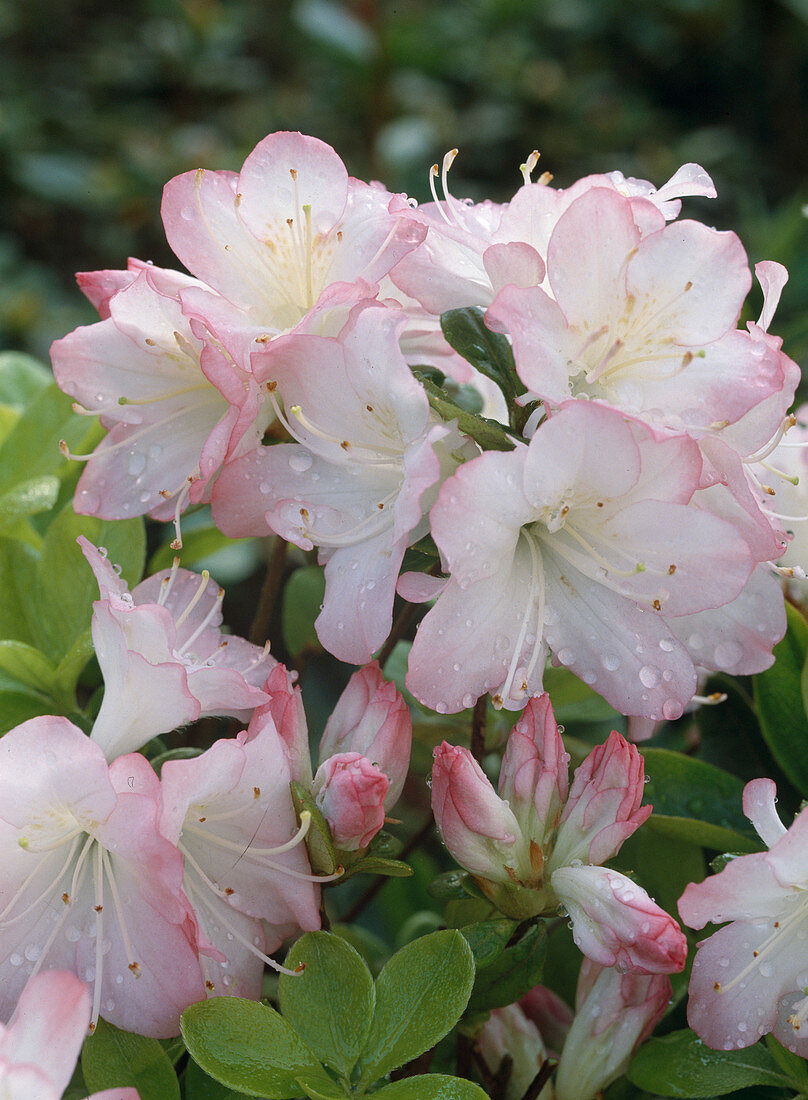 Azalea hybrid