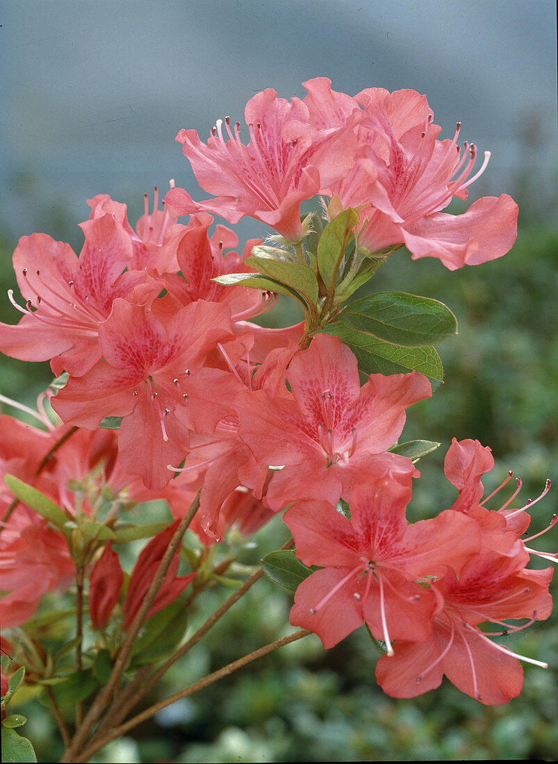 Azalea hybrid