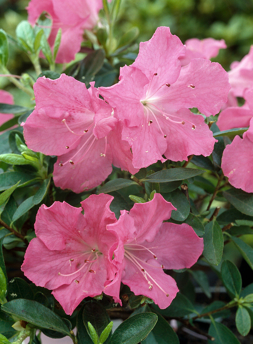 Azalea hybrid