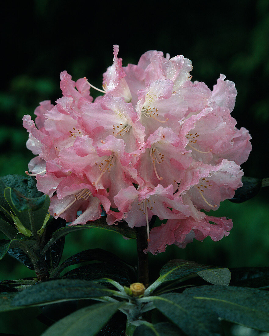 Rhododendron