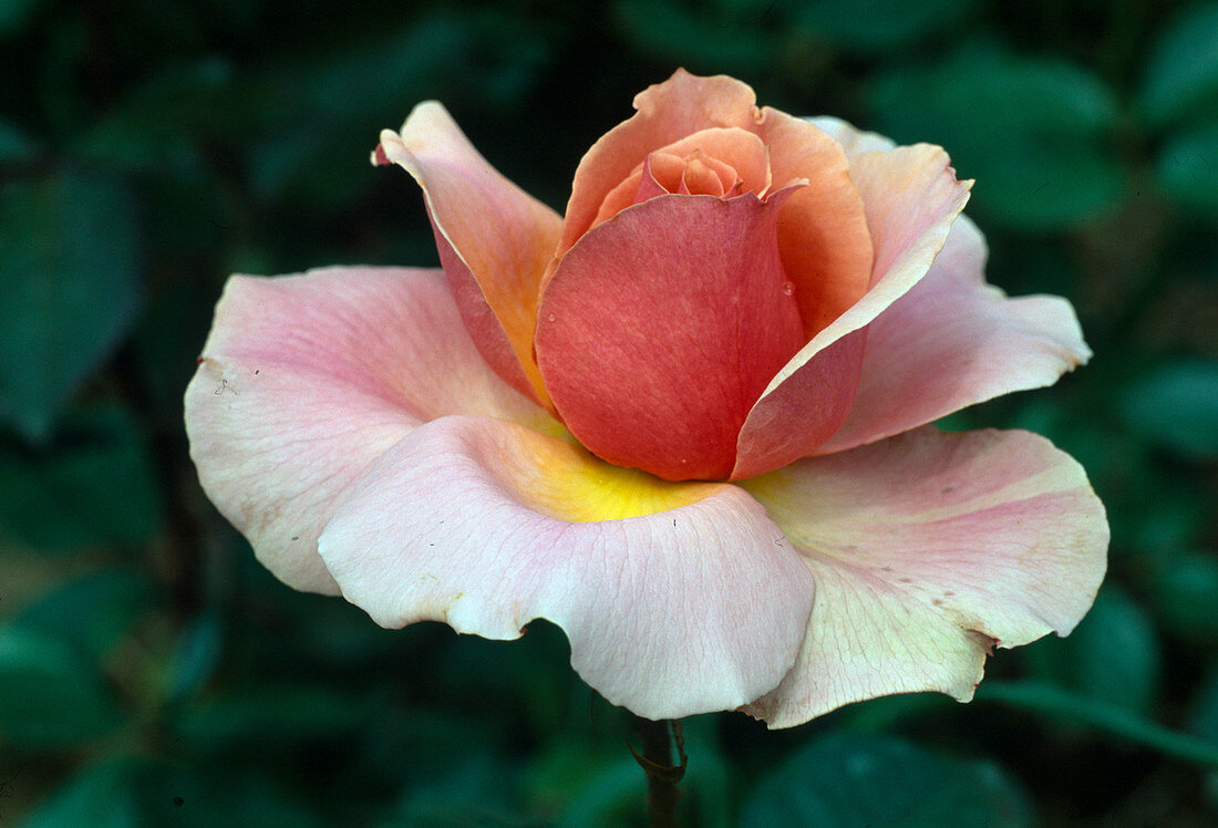 Rosa 'Berkeley', 'Rose Berkley', 'Souvenir de Rose Berkeley', 'Souvenir de Rose Berkley', tea hybrid, repeat flowering, delicate fragrance
