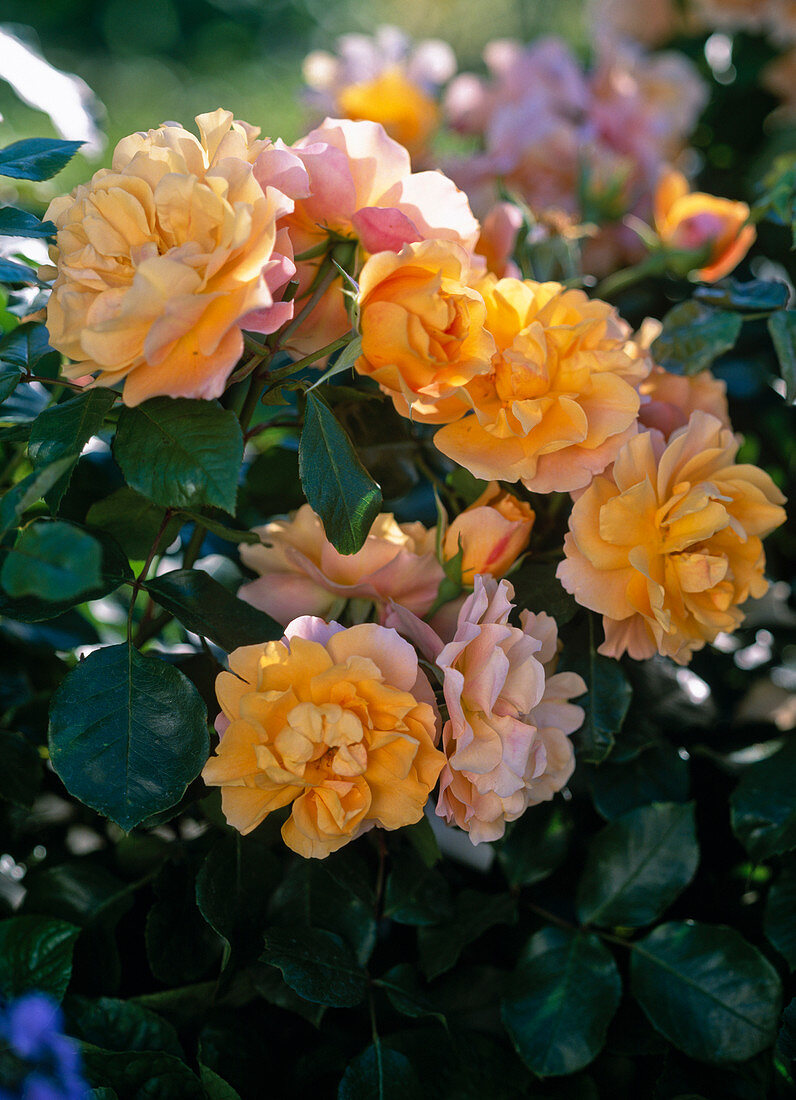 Rosa 'Tequila' (Bedding rose)