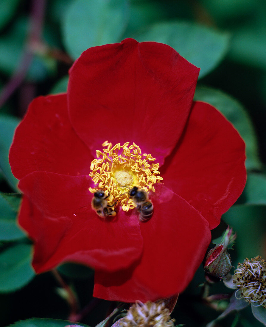 Shrub rose 'Scarlet Glow'