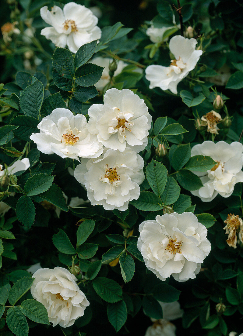 Rose Alba 'Semiplena'