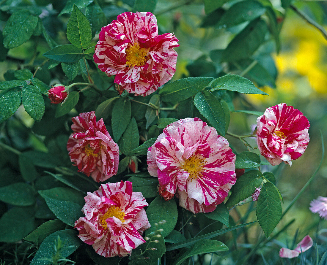 Rosa Mundi ', syn. 'Rosa gallica versicolor'