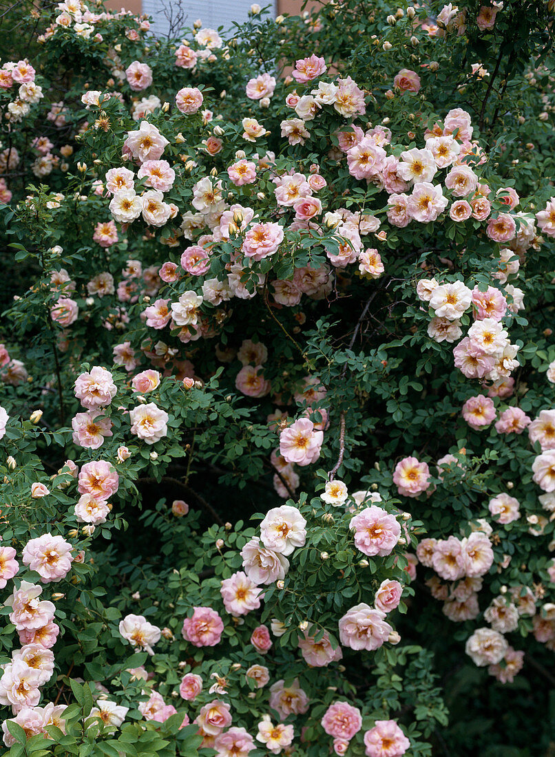 Rosa x pimpinellifolia var. altaica