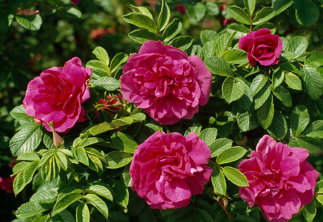 Rose rugosa