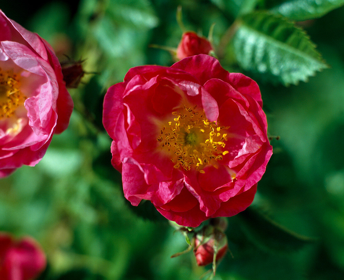 Rosa rubiginosa