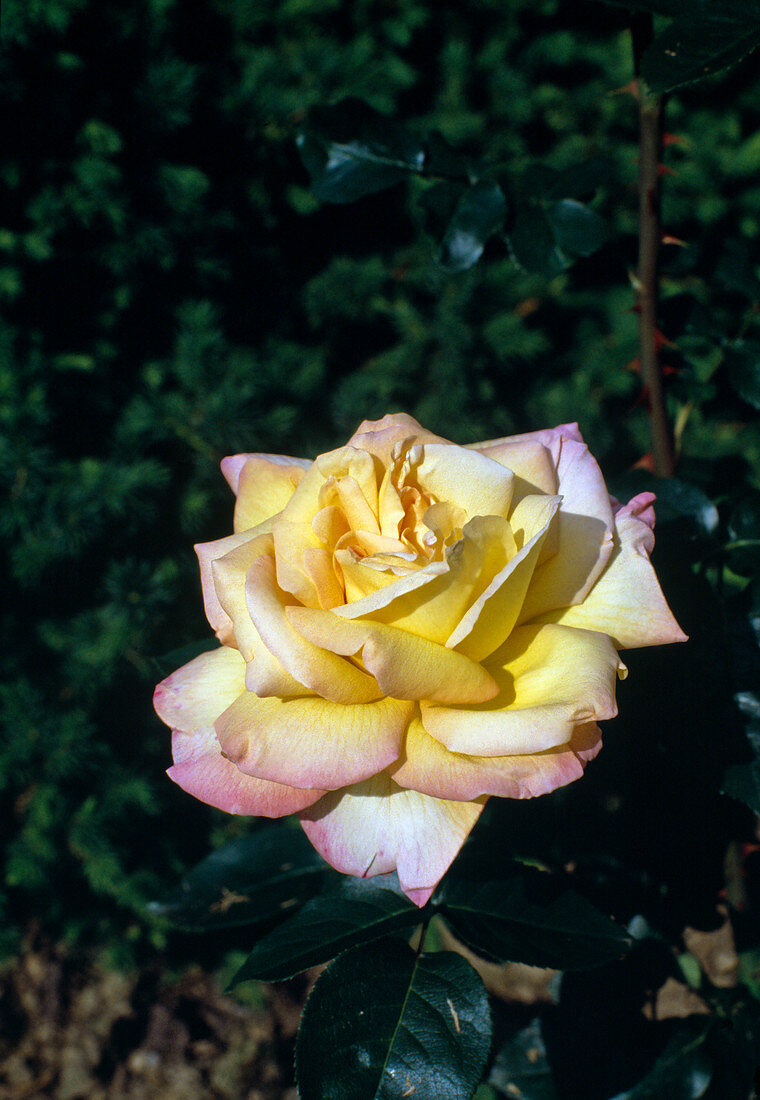 Rose 'Gloria Dei'