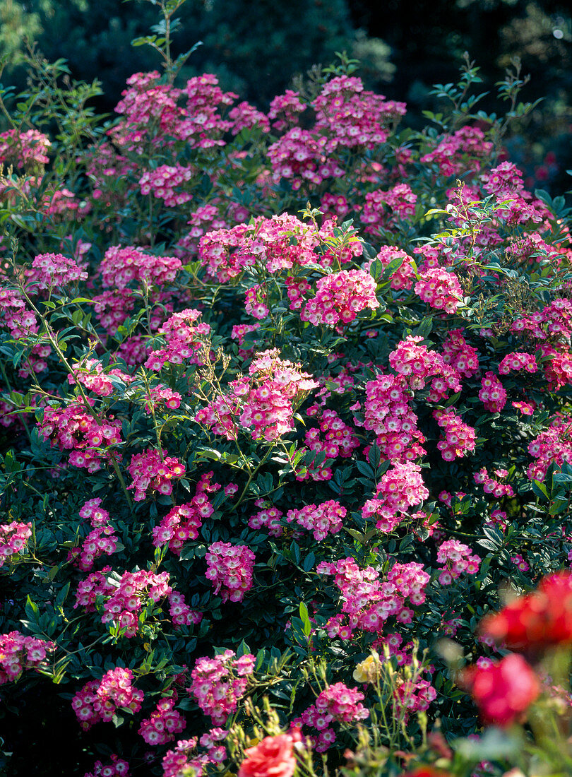 Rosa 'Mozart' (Shrub rose, Histor. rose), Moschata hybrid