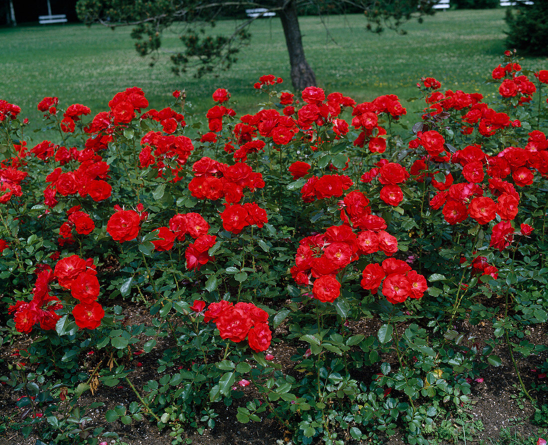 Floribunda rose