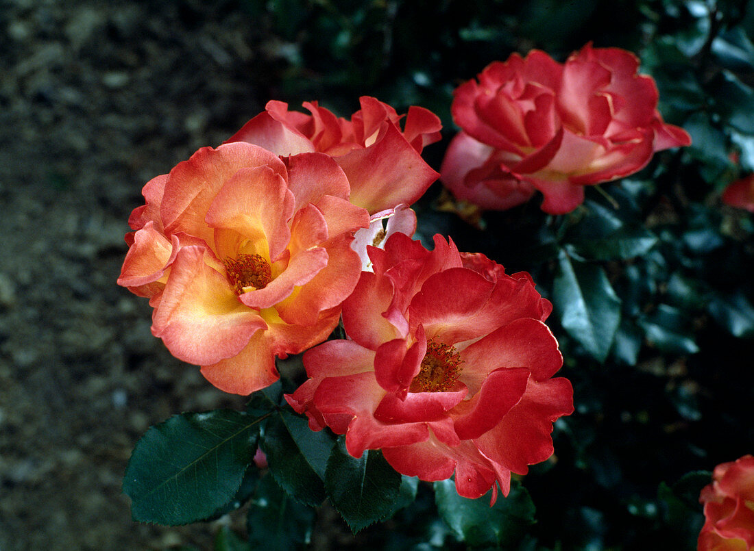 Floribunda rose 'Playboy'