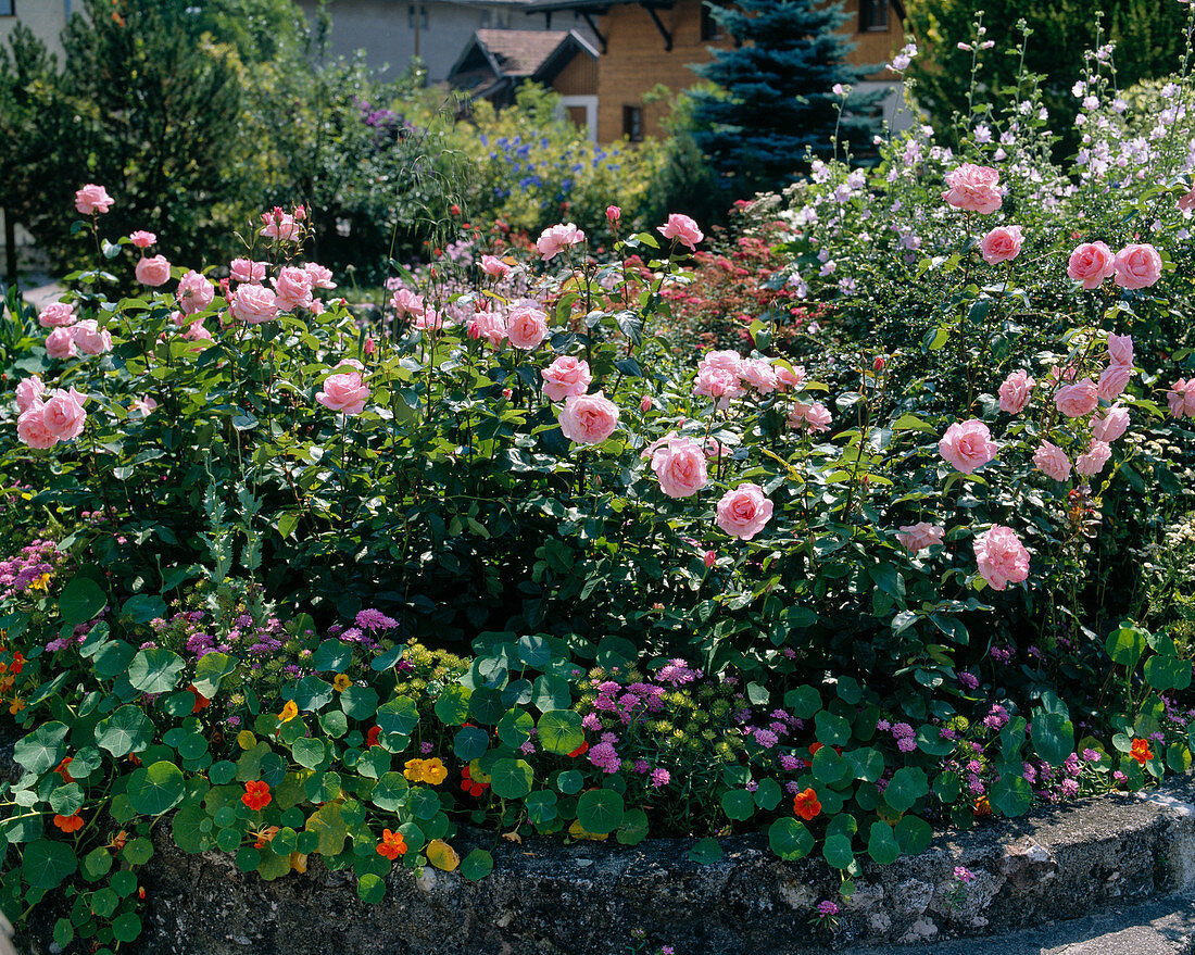 Bedding rose 'The Queen Elizabeth'