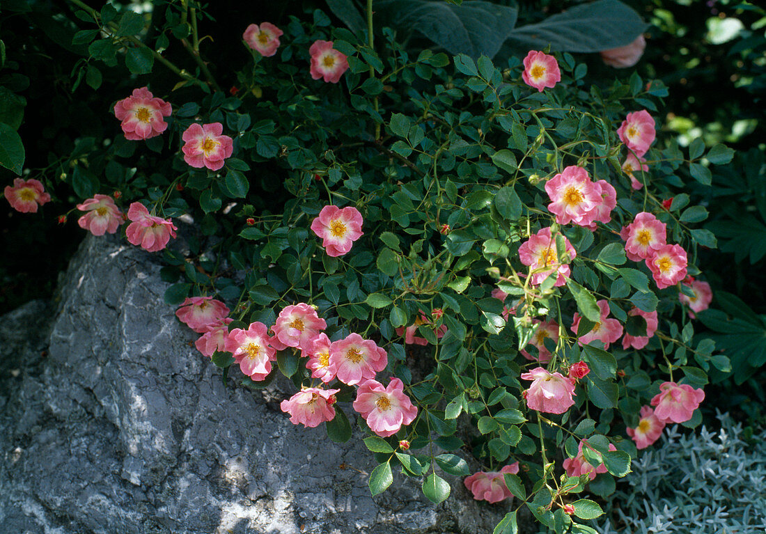 Rosa 'Candy Rose' (Ground cover rose)