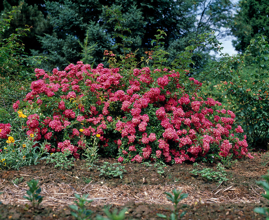 Climbing rose multiflora-hybrid