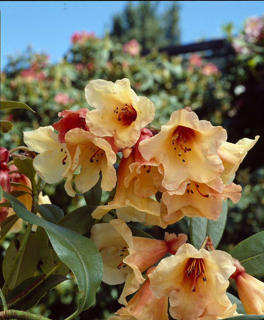 Rhododendron 'Jingle Bells'