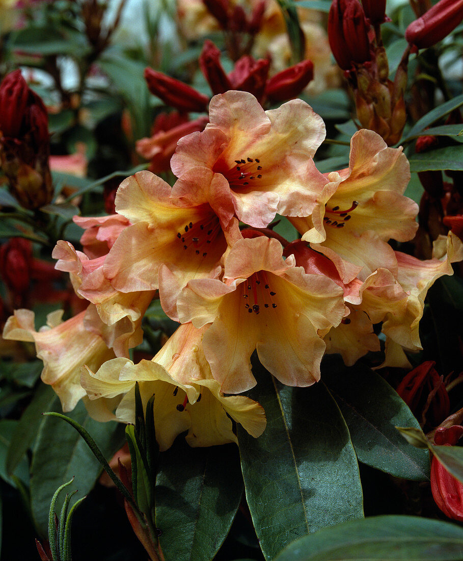 Rhododendron 'Jingle Bells'