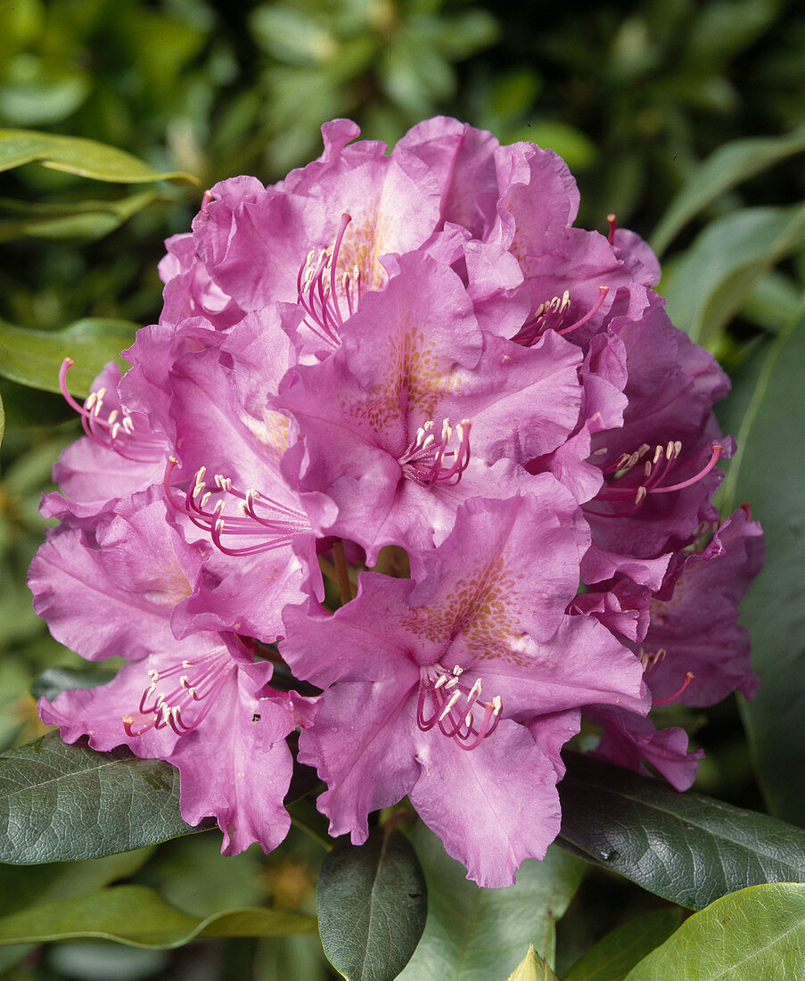 Rhiododendron-Hybride 'Lee's Dark Purple'