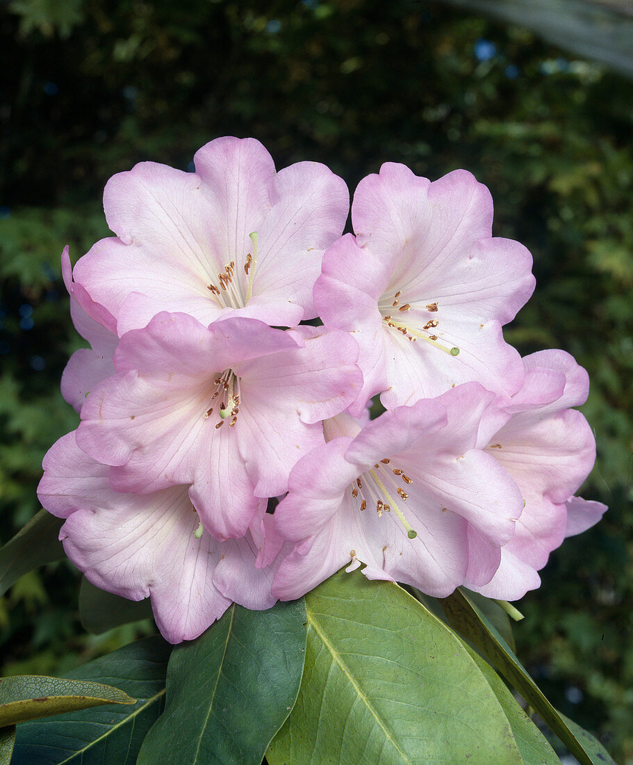 Rhododendron 'Naomi Nautilus'